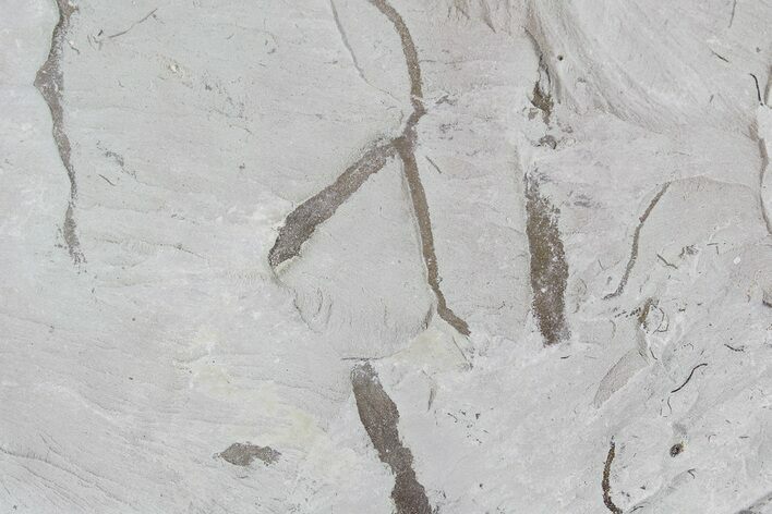 Ediacaran Aged Fossil Worms (Sabellidites) - Estonia #73530